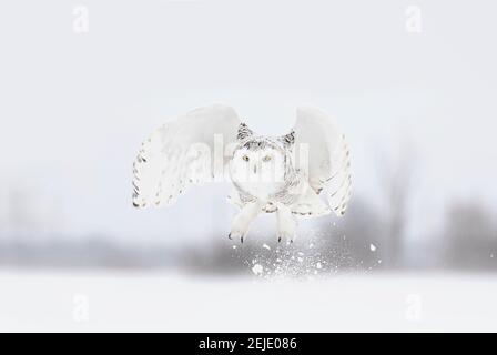 Femmina di gufo innevato decollo in volo a caccia di un Campo innevato in Canada Foto Stock