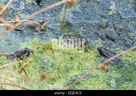 Rane comuni (Rana temporaria) e uova di rana in un laghetto di riproduzione nel mese di febbraio, Hampshire, Inghilterra, Regno Unito Foto Stock