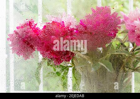 Sfocatura bouquet di belle fresche e brillanti peonie rosa in vaso di vetro sullo sfondo della finestra. La foto è stata scattata attraverso il vetro con le gocce di pioggia. Tempo di fioritura Foto Stock