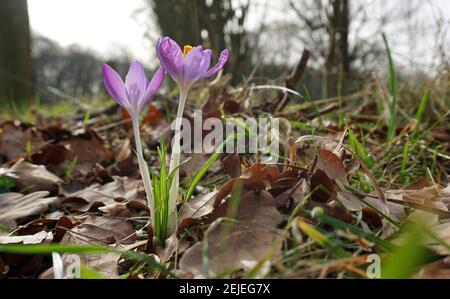 La neve è sparita e là sono: I crocus viola morbidi. Sono qui tra le foglie caduti al margine della foresta. Foto Stock