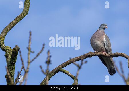Pigeon poggiato su un ramo di albero contro un cielo blu. Foto Stock