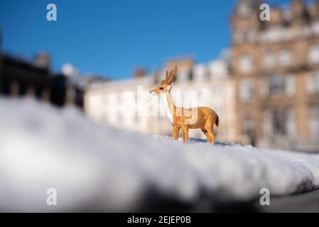 Renna in miniatura nella neve di Edimburgo con Princes Street sullo sfondo e un cielo blu luminoso. Foto Stock