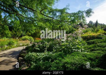 Idilliaca vista sul giardino giapponese sull'isola Margherita di Budapest. Fiori rosa e coniferio. Fantastica estate nella capitale ungherese Foto Stock