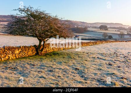 Muro di pietra a secco e alberi vicino Longstone Edge vicino a Bakewell nel Peak District National Park Derbyshire Inghilterra Regno Unito con gelo sul terreno. Foto Stock