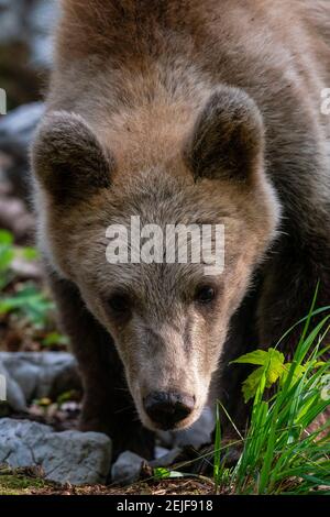 Orso bruno europeo (Ursus arctos), foresta di Notranjska, Slovenia. Foto Stock