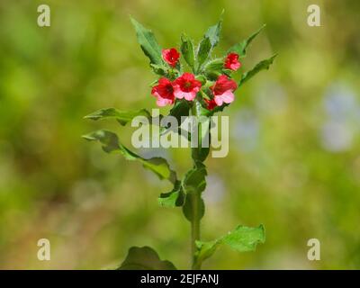 Pianta di fioritura del Lungwort rosso, Pulmonaria rubra Foto Stock