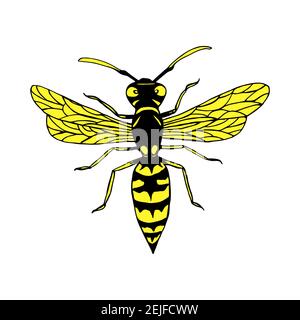 WASP colorato cartone animato stile insetto, isolato su bianco. Illustrazione Vettoriale