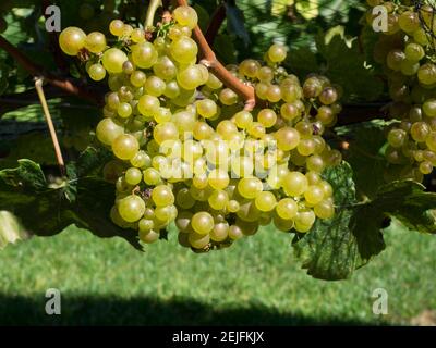 Uve Chardonnay su vite dietro la rete, vigneti di gamma scoscesa, Hawke's Bay, Hastings, Isola del Nord, Nuova Zelanda Foto Stock