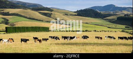 Bestiame visto dal treno Trans-Alpine da Christchurch a Arthur's Pass, Canterbury, Isola del Sud, Nuova Zelanda Foto Stock