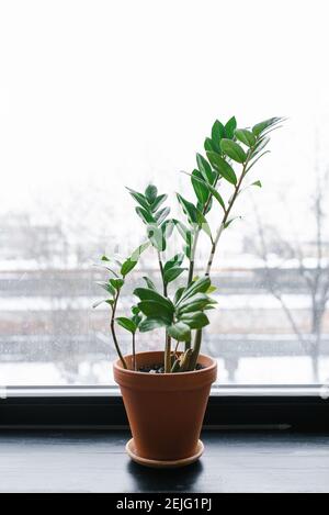 Fiore di casa in una pentola zamioculcas sulla finestra Foto Stock