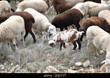 Agnello di vari colori al pascolo circondato da pecore gregge. Termine di Los Audos, Calahorra. Foto Stock