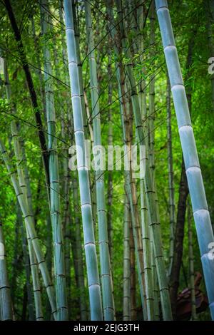 La foresta di bambù nel parco nazionale di Zhangjiajie, che è una famosa attrazione turistica, Wulingyuan, provincia di Hunan, Cina Foto Stock