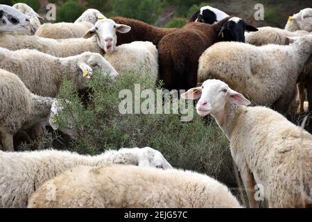 Pecora bianca e marrone che pascolano intorno ad una gola. Una pecora che guarda la macchina fotografica, Calahorra, la Rioja. Foto Stock