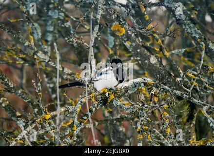 Lone magpie, pica pica che riposa in un albero in una fredda giornata di inverni. Foto Stock