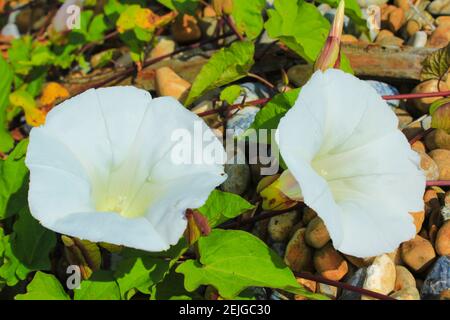 Un gruppo di fiori bianchi di Convolvulus cneorum contro A. sfondo di spiaggia di ciottoli Foto Stock