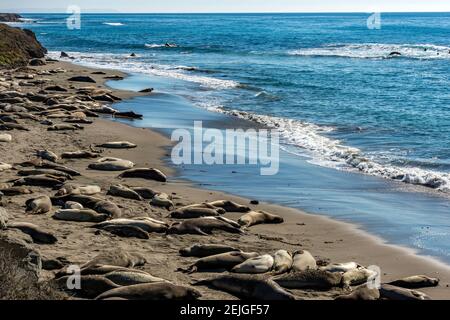 Elefante foche sulla spiaggia, Piedras Blancas, San Simeon, California, Stati Uniti Foto Stock