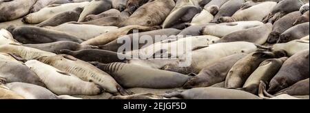 Elefante foche sulla spiaggia, Piedras Blancas, San Simeon, California, Stati Uniti Foto Stock