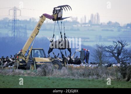 BULLDOZER CHE SOLLEVANO CADAVERI DI VACCHE INFETTE DALL'AFTA EPIZOOTICA MACELLATI IN UN'AZIENDA AGRICOLA DELL'ESSEX, NEL SUD-EST DELL'INGHILTERRA, REGNO UNITO, MARZO 2001 Foto Stock