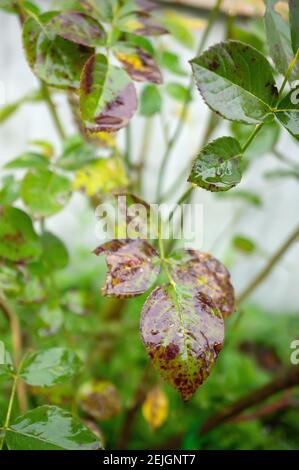 Malattie fungine delle foglie di rosa - marciume grigio, ruggine, muffa in polvere, macchie. Diplocarpon rosa spot. Foto Stock