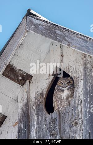 Grande gufo cornuto che guarda fuori da un fienile nella contea di Wallowa, Oregon. Foto Stock