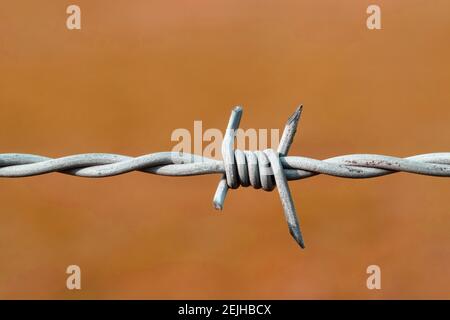 Primo piano della recinzione di filo spinato. Recinzione in filo d'acciaio. Foto Stock
