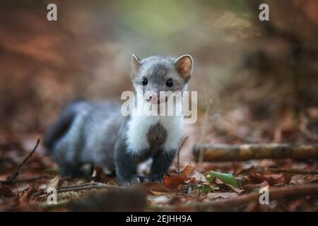 Ritratto di giovane pietra Marten, Martes foina guardando direttamente la macchina fotografica. Foto ad angolo basso, sfondo naturale sfocato. Foresta europea, Repubblica Ceca Foto Stock