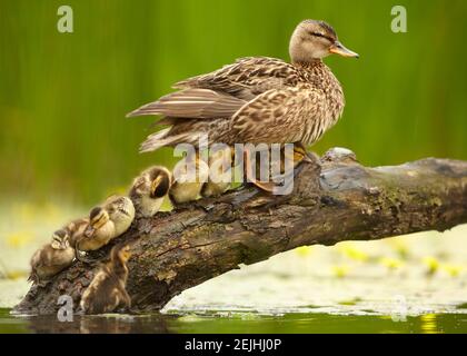 Anatra Gadwall, Anas strepera. Femmina con un gruppo di pulcini in fila sul vecchio tronco sopra l'acqua fiorita gialla. Primavera in tema naturale. Foto Stock