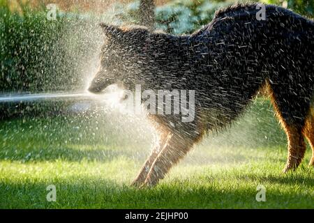 Pastore bohémien, cane peloso che gioca con il ruscello d'acqua nel giardino, spruzzi d'acqua ovunque. Foto retroilluminata, giorno di sole. Attività per cani in famiglia. Foto Stock