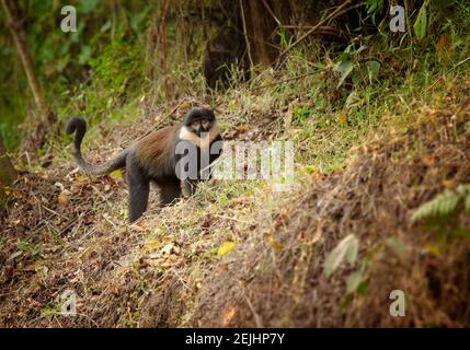 Scimmia di l'Hoest, Allochrocebus lhoesti, scimmia di montagna nella foresta montuosa di Bwindi impenetrabile. Specie soggette a vulnerabilità. Deforestration in AF Foto Stock