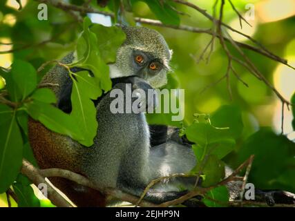 Primo piano della scimmia di Sykes, Cercopithecus albogularis nell'ambiente tipico della foresta Jozani di Zanzibar. Ritratto, occhi arancioni. Foto Stock