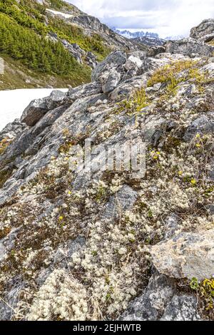 Lichene e fiori selvatici gialli sulle rocce all'inizio di giugno sul confine tra Canada e Stati Uniti accanto alla Klondike Highway NE di Skagway, Alaska, USA Foto Stock