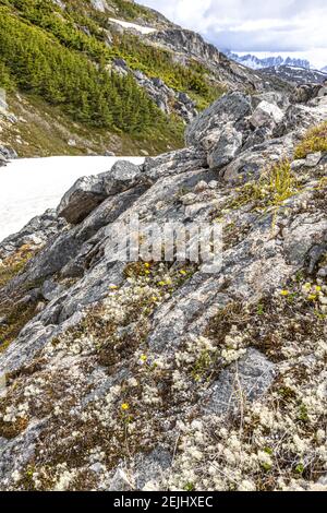 Lichene e fiori selvatici gialli sulle rocce all'inizio di giugno sul confine tra Canada e Stati Uniti accanto alla Klondike Highway NE di Skagway, Alaska, USA Foto Stock