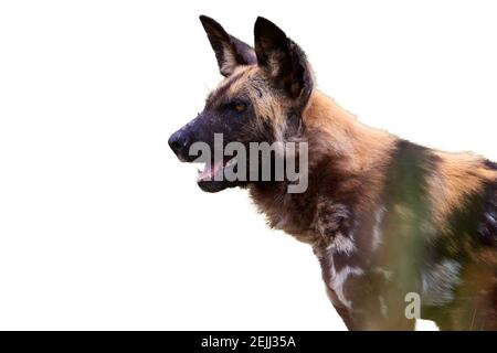 Ritratto di African Wild Dog, Licaon pictus, predatore africano minacciato contro la savana verde. Vista laterale. Sfondo bianco. Foto Stock