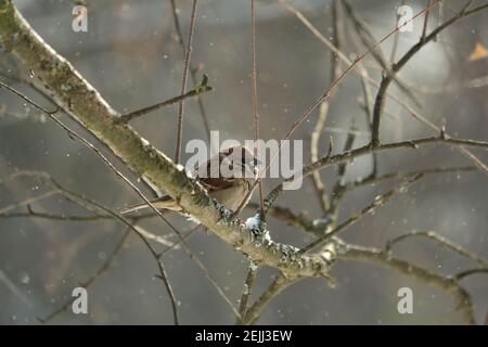 Passer montanus o Eurasian Tree Sparrow. Un passero di alberi con piumaggio marrone si trova sul ramo di betulla coperto di lichene sullo sfondo di fiocchi di neve volanti. Foto Stock