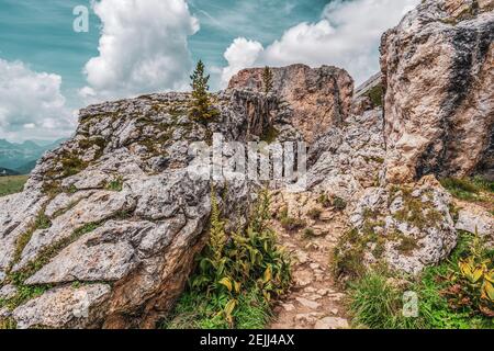 Piccolo albero sulle rocce delle Dolomiti, Italia. Sentiero escursionistico nella riserva naturale delle Dolomiti di Ampezzo. Foto Stock