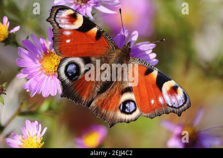 Aglais io o European Peacock Butterfly o Peacock. Farfalla su un fiore. Una farfalla arancione rosso-marrone luminosa con macchie blu di lilla sulle ali. Foto Stock