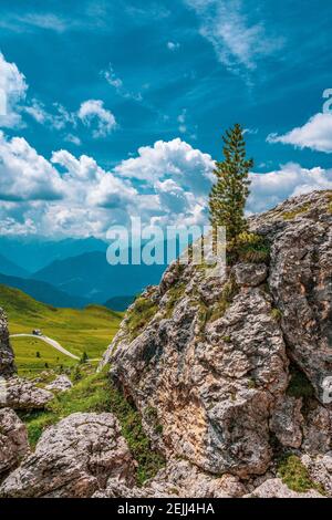 Piccolo albero sulle rocce delle Dolomiti, Italia. Sentiero escursionistico nella riserva naturale delle Dolomiti di Ampezzo. Foto Stock