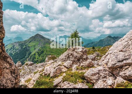 Piccolo albero sulle rocce delle Dolomiti, Italia. Sentiero escursionistico nella riserva naturale delle Dolomiti di Ampezzo. Foto Stock