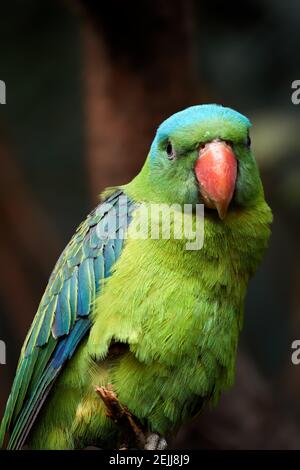 Ritratto di pappagallo con nappé blu, Tanygnathus lucionensis, pappagallo colorato, originario delle Filippine. Pappagallo verde con becco rosso e corona posteriore blu chiaro, Foto Stock