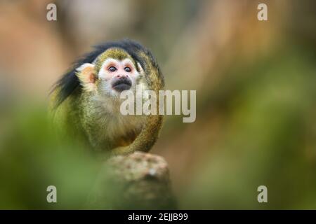 Piccola, colorata, verde ulivo, scimmia della foresta pluviale, isolata contro sfondo verde offuscato. Primo piano, vista diretta. Scoiattolo comune scimmia, saimiri s. Foto Stock