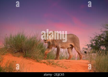 Giovane leone Kalahari sulla cima della duna rossa contro lo spettacolare tramonto rosso. Fauna selvatica africana. Foto della fauna selvatica nel deserto di Kalahari, Sudafrica. Foto Stock