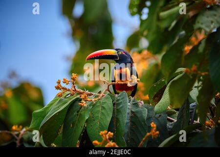 Aracari fatturati a fieri, Pteroglossus frantzii, toucan tra foglie verdi e frutti d'arancia. Grande becco rosso-nero, piumaggio nero, giallo e rosso. Tipico Foto Stock