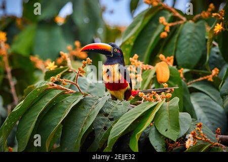 Aracari fatturati a fieri, Pteroglossus frantzii, toucan tra foglie verdi e frutti d'arancia. Grande becco rosso-nero, piumaggio nero, giallo e rosso. Tipico Foto Stock