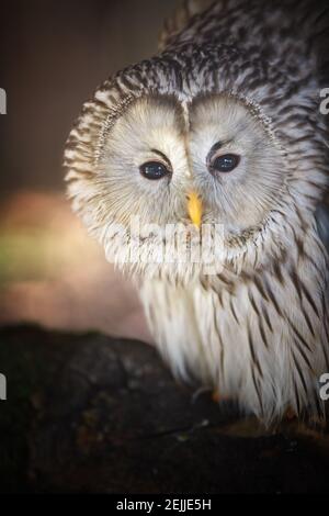 Ritratto di gufo di Ural, Strix uralensis, isolato su sfondo boschivo offuscato. Gufo notturno grande, fissando la fotocamera. Immagine verticale. repubblica Ceca Foto Stock