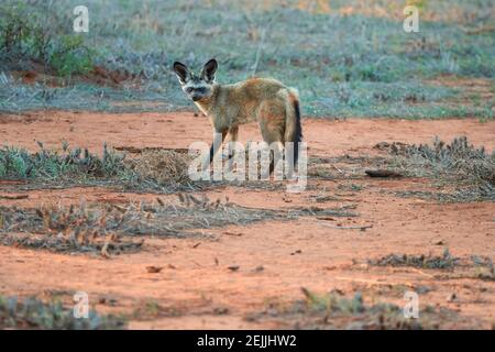 Volpe arida, megalotis di Otocyon, guardando al fotografo. Fox con grandi orecchie su terra rossa accanto al den. Fotografia di animali selvatici, safari africano al T Foto Stock