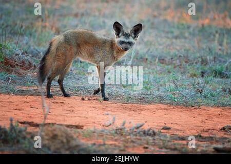 Volpe arida, megalotis di Otocyon, guardando al fotografo. Fox con grandi orecchie su terra rossa accanto al den. Fotografia di animali selvatici, safari africano al T Foto Stock