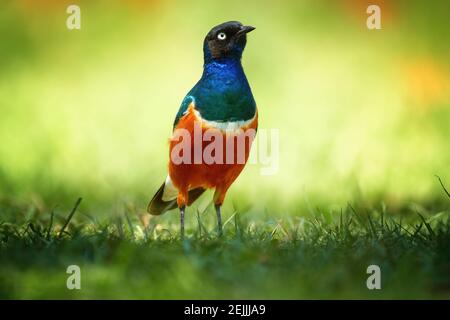 Uccello colorato africano, superbo stelle, superbus Lamprotornis, primo piano, foto a basso angolo di uccello di colore blu e arancione, in piedi in verde gra fresco Foto Stock