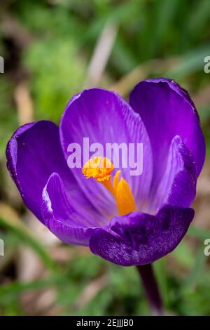 Una vista ad alto angolo di un fiore di crocus nella sole in tarda inverno Foto Stock