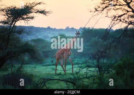 Masai Giraffe, Giraffa camelopardalis, in piedi in una fresca macchia di acacia verde, guardando in una macchina fotografica. Colori vibranti, fotografia della fauna selvatica ad Amboseli. Foto Stock