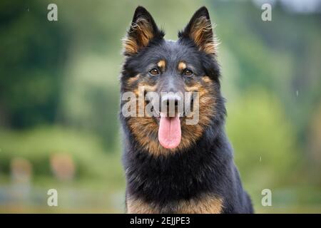 Ritratto del cane da pastore boemo, in purea, con tipici segni di colore nero e marrone. Attivo, simile al pastore tedesco, cane con lingua fuori. Cane br Foto Stock